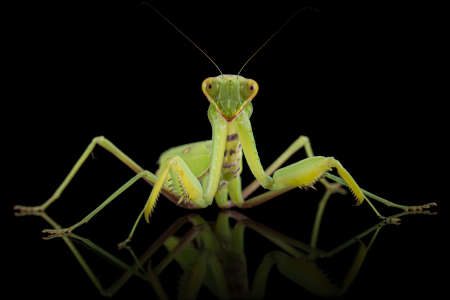Mantis ordinary or mantis religious, isolated on black backgroundの写真素材