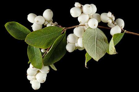 Symphoricarpos albus, isolated on black backgroundの写真素材