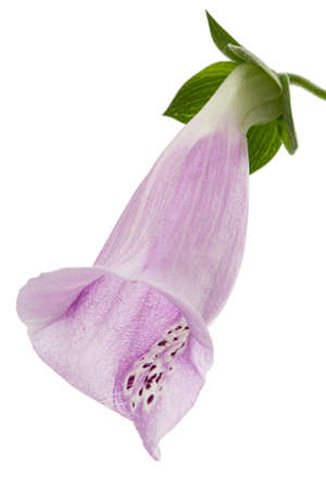 Flower of foxglove closeup, lat. Digitalis, isolated on white backgroundの写真素材