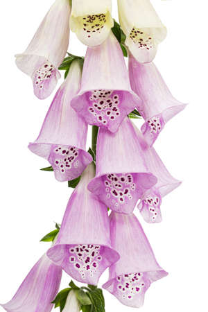 Flower of foxglove closeup, lat. Digitalis, isolated on white backgroundの写真素材