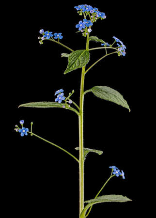 Blue flowers of brunnera, forget-me-not, myosotis, isolated on black backgroundの写真素材