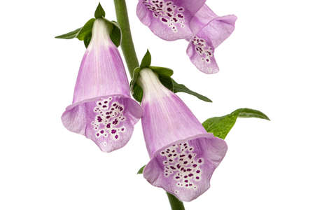 Flower of foxglove closeup, lat. Digitalis, isolated on white backgroundの写真素材