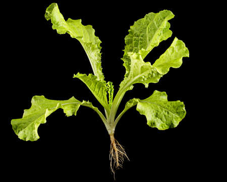 Freshness green leaf lettuce with root, isolated on black background.の写真素材