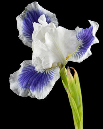 Blue white striped flower of iris, isolated on black backgroundの写真素材