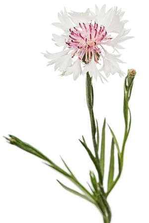 White-pink flower of cornflower, lat. Centaurea, isolated on white backgroundの写真素材