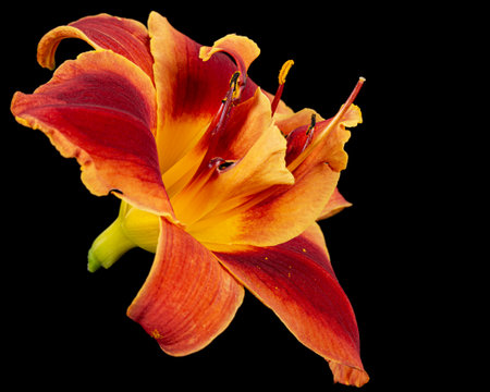 Orange-yellow flower of daylily, lat. Hemerocallis, isolated on black backgroundの写真素材