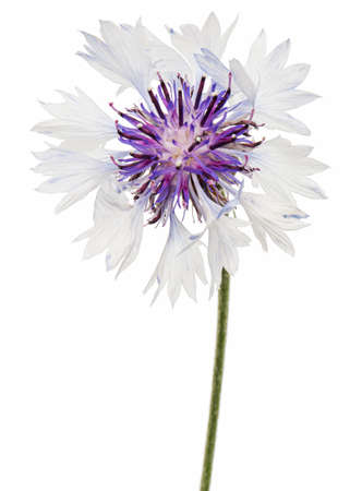 White-violet flower of cornflower, lat. Centaurea, isolated on white backgroundの写真素材