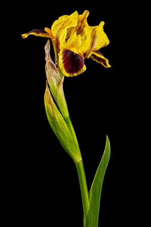 Yellow-bordo flower of iris, isolated on black backgroundの写真素材