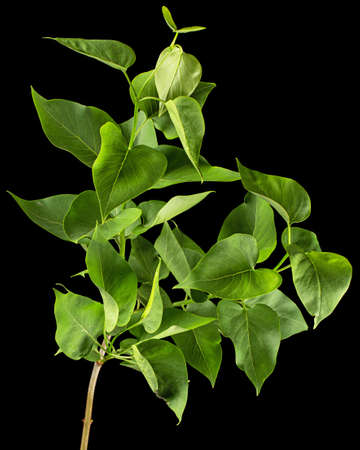Green leaves of Lilac, Syringa vulgaris, isolated on black backgroundの写真素材