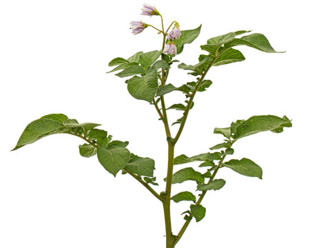 Pink potato fliwers, isolated on white backgroundの写真素材