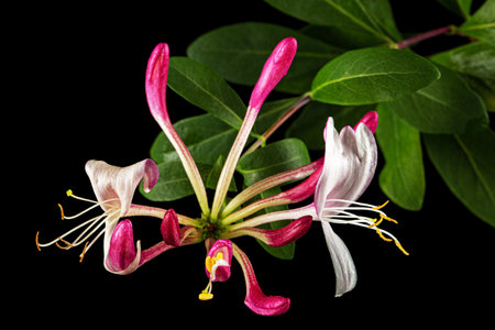 Flowers of honeysuckle, lat. Lonicera periclymenum Serotina, isolated on black backgroundの写真素材