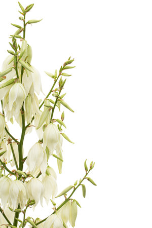 White flowers of yucca, isolated on white backgroundの写真素材
