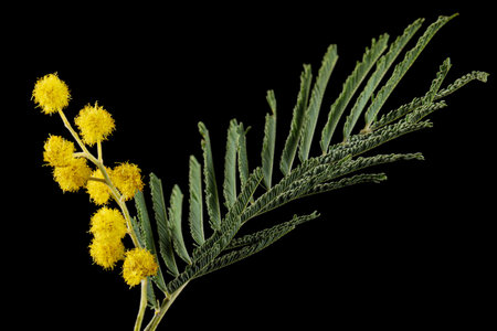 Sprig of flowering mimosa, isolated on black backgroundの写真素材