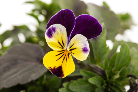 Viola tricolor, lat. Johnny Jump up, or Viola cornuta, lat. Horned Violet, isolated on white backgroundの写真素材