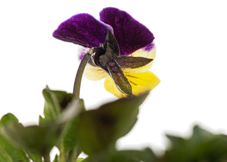 Viola tricolor, lat. Johnny Jump up, or Viola cornuta, lat. Horned Violet, isolated on white backgroundの写真素材