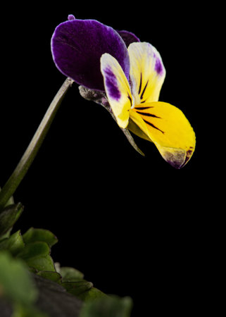 Viola tricolor, lat. Johnny Jump up, or Viola cornuta, lat. Horned Violet, isolated on black backgroundの写真素材