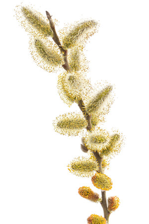 Blossoming pussy-willow twig, isolated on white backgroundの写真素材