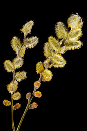 Blossoming pussy-willow twig, isolated on black backgroundの写真素材