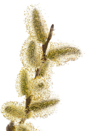 Blossoming pussy-willow twig, isolated on white backgroundの写真素材