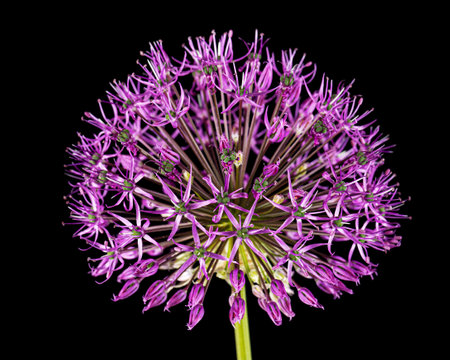 Globular flowering inflorescence of ornamental onion, isolated on black backgroundの写真素材