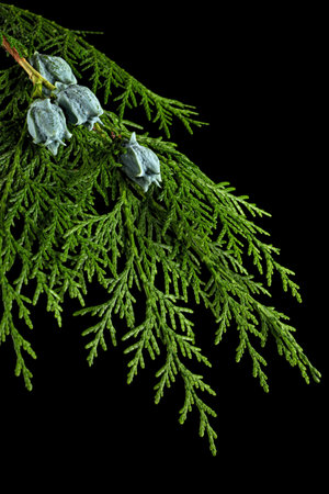 Branch of thuja isolated on black backgroundの写真素材