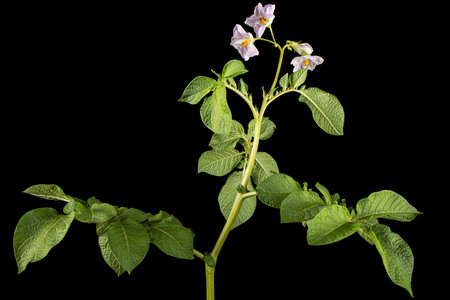 Pink potato flyers, isolated on black backgroundの写真素材