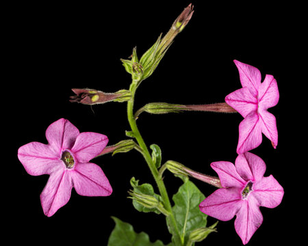 Pink flowers of fragrant tobacco, lat. Nicotiana sanderae, isolated on black backgroundの写真素材