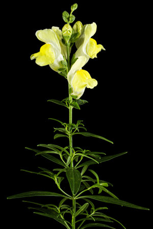 Yellow flowers of snapdragon, lat.Antirrhinum majus, isolated on black backgroundの写真素材