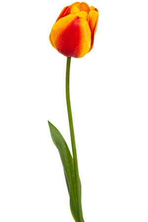 Beautiful multicolored flower of tulip, isolated on white backgroundの写真素材