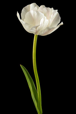 Soft cream tulip flower, isolated on black backgroundの写真素材