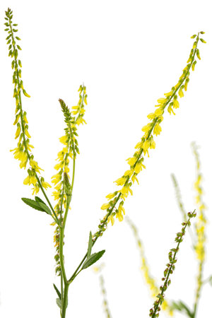 Sweet clover, lat. Melilotus officinalis, isolated on white backgroundの写真素材