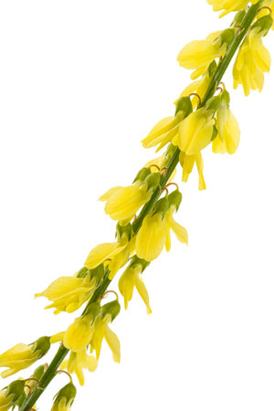 Sweet clover, lat. Melilotus officinalis, isolated on white backgroundの写真素材