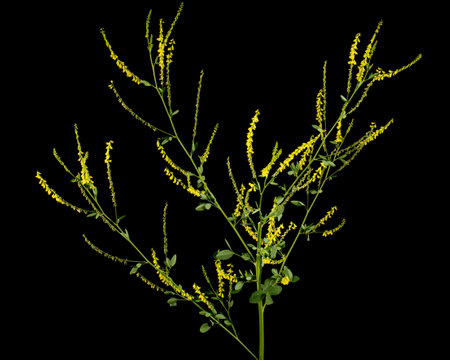 Sweet clover, lat. Melilotus officinalis, isolated on black backgroundの写真素材