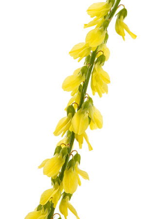 Sweet clover, lat. Melilotus officinalis, isolated on white backgroundの写真素材