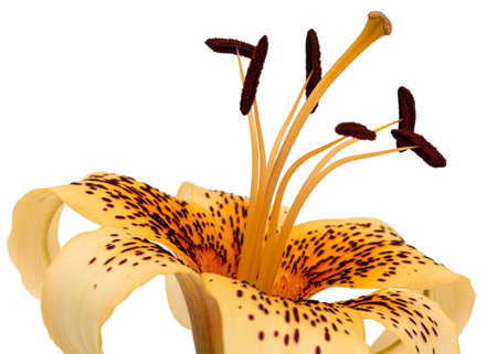 Big yellow flower of brindle lily, isolated on white backgroundの写真素材