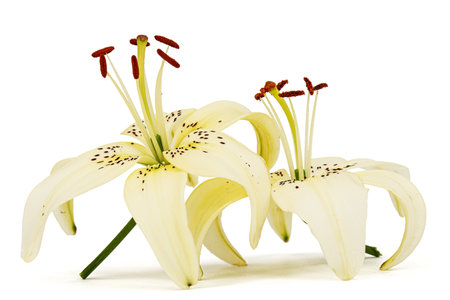 Two flowers of brindle lily, isolated on white backgroundの写真素材