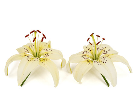 Two flowers of brindle lily, isolated on white backgroundの写真素材