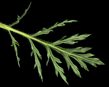 Leaf of poppy, lat. Papaver isolated on black backgroundの写真素材