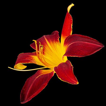 Burgundy-yellow flower of daylily, lat.Hemerocallis, isolated on black backgroundの写真素材