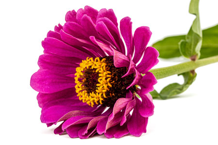 Purple flower of zinnia, isolated on white backgroundの写真素材