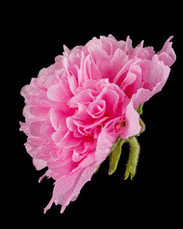 Pink flower of mallow, isolated on black backgroundの写真素材