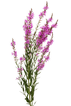 Lythrum salicaria flowers isolated on white backgroundの写真素材