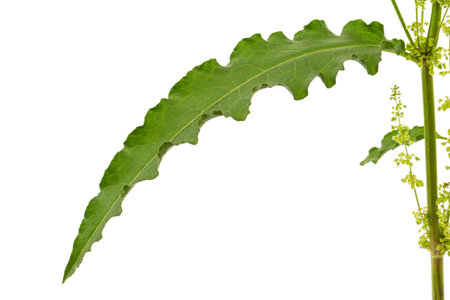 Horse sorrel leaf, lat. Rumex confertus, isolated on white background