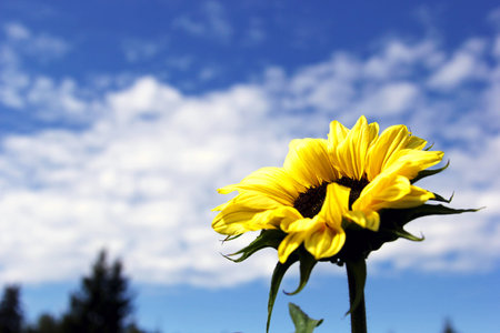 sunflower on background of blue skyの写真素材