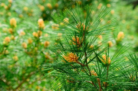 Fir tree branch close-up on defocused green の写真素材