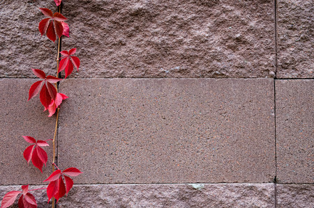 Background of decorate sand stone wall surface