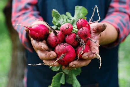Farmers hands with freshly harvested organic vegetables. Horse radishの写真素材