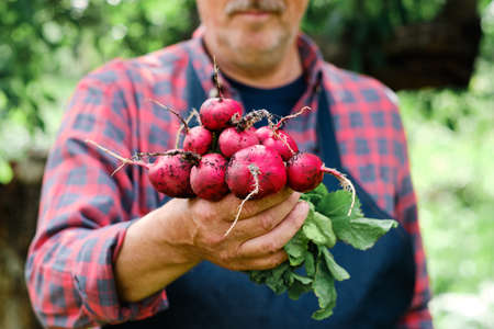 Farmers hands with freshly harvested organic vegetables. Horse radishの写真素材