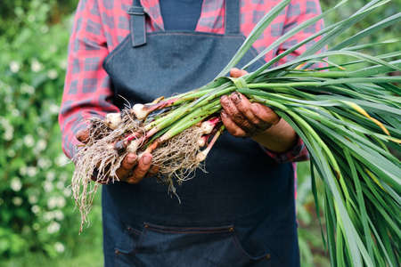farmer holding in hands harvest of organic fresh garlicの写真素材