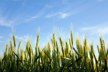 Close up flowering green wheat field on background blue skyの写真素材